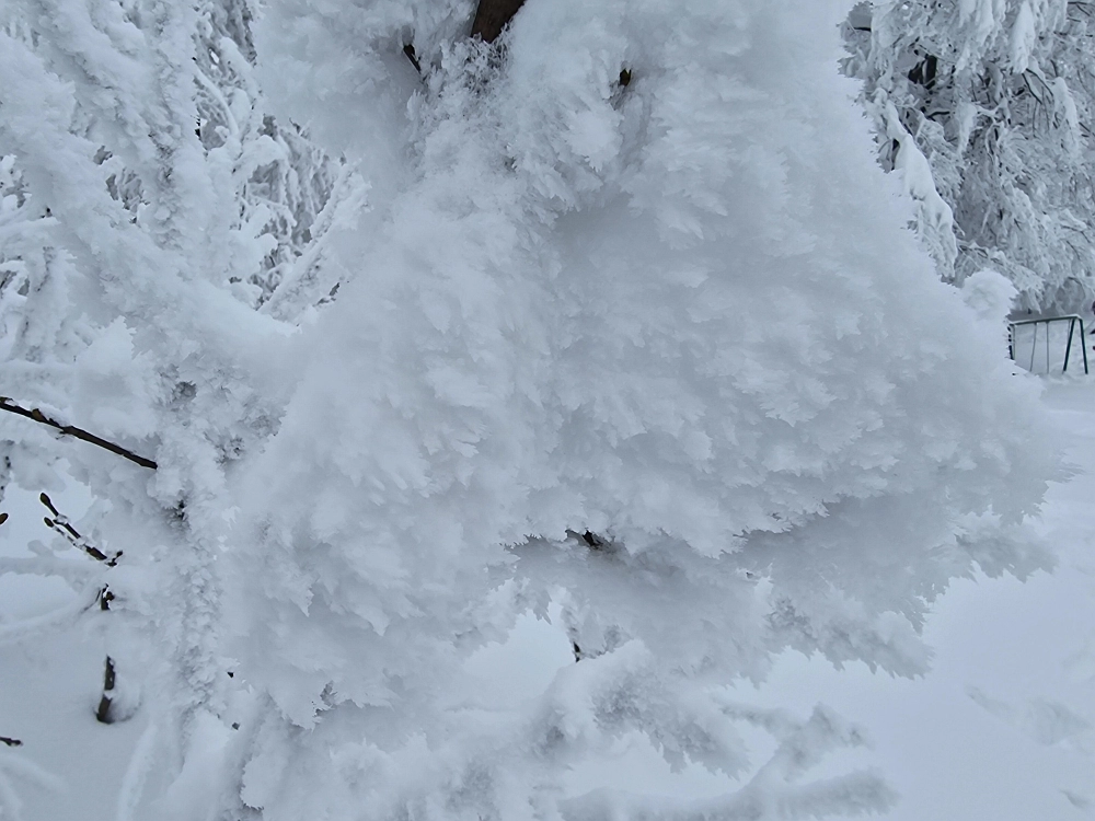 Slika je vidna v Google Chromu.