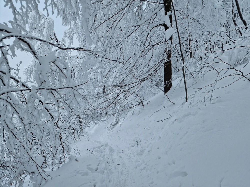 Slika je vidna v Google Chromu.