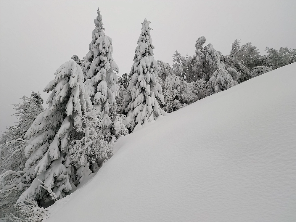 Slika je vidna v Google Chromu.