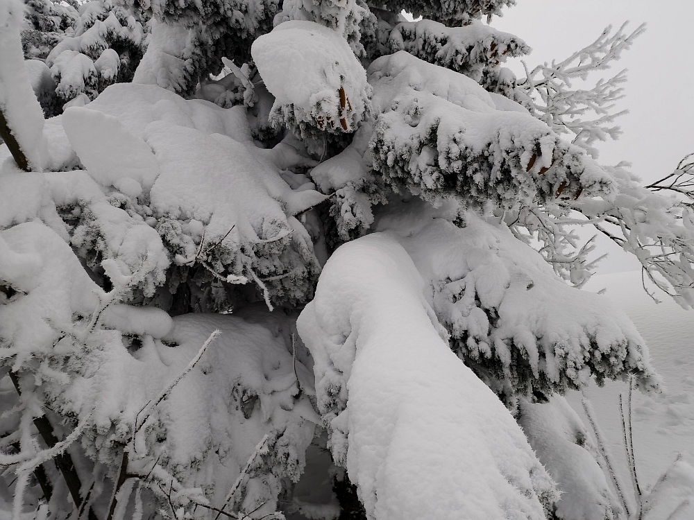 Slika je vidna v Google Chromu.