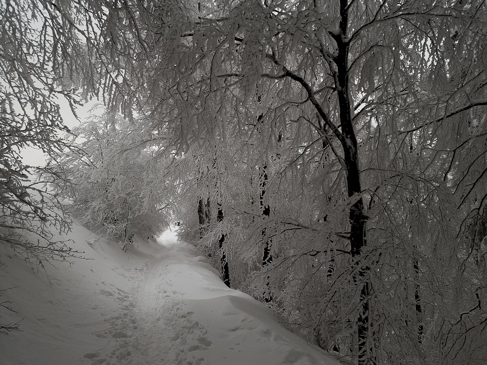 Slika je vidna v Google Chromu.