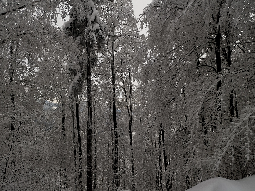 Slika je vidna v Google Chromu.