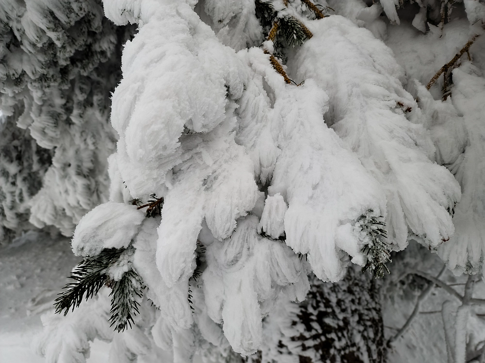 Slika je vidna v Google Chromu.