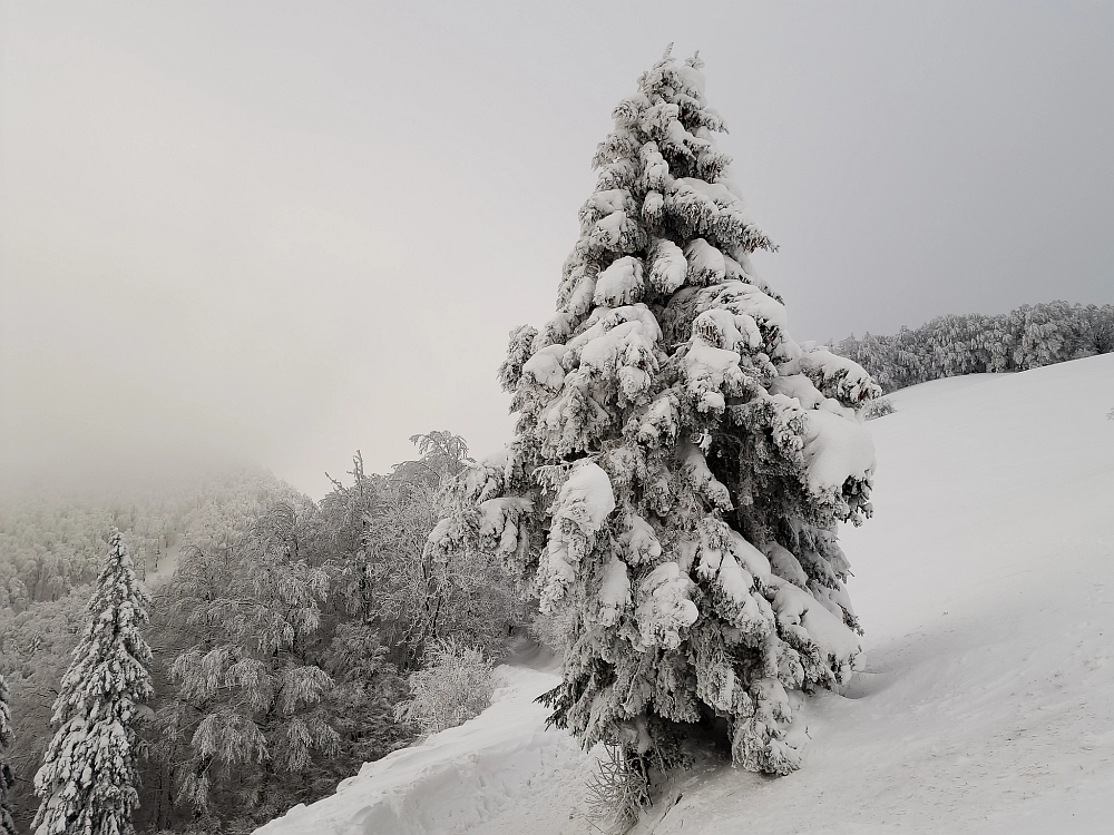 Slika je vidna v Google Chromu.