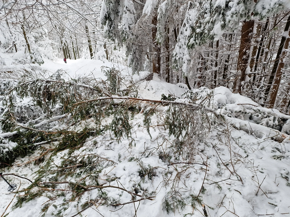 Slika je vidna v Google Chromu.