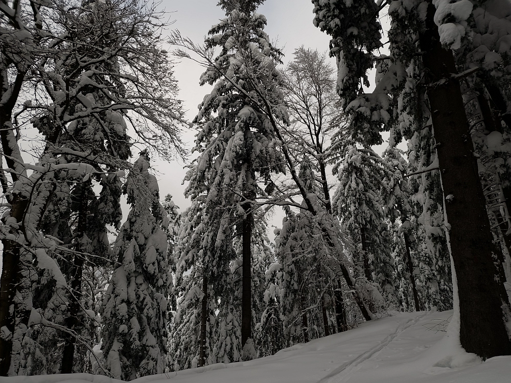 Slika je vidna v Google Chromu.
