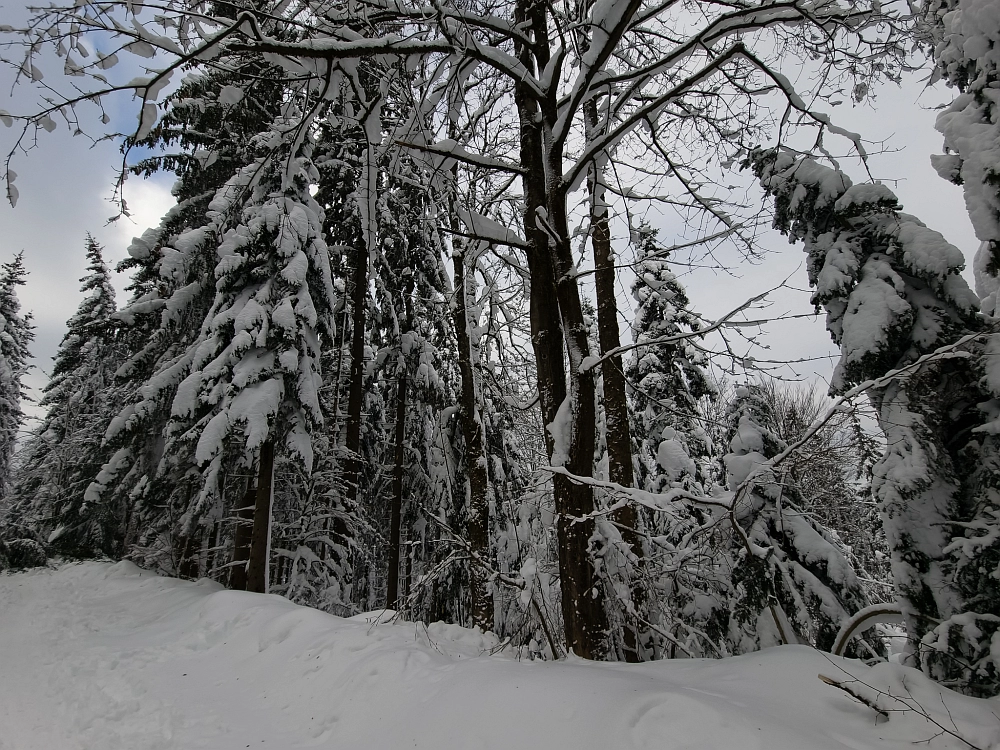 Slika je vidna v Google Chromu.