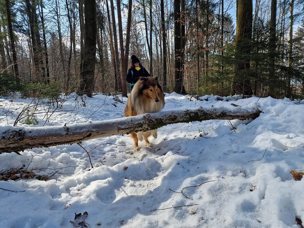 Slika je vidna v Google Chromu.