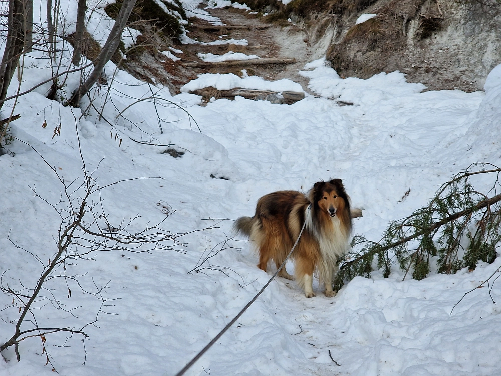Slika je vidna v Google Chromu.