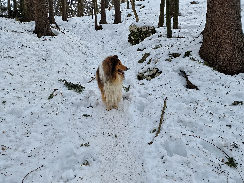 Slika je vidna v Google Chromu.