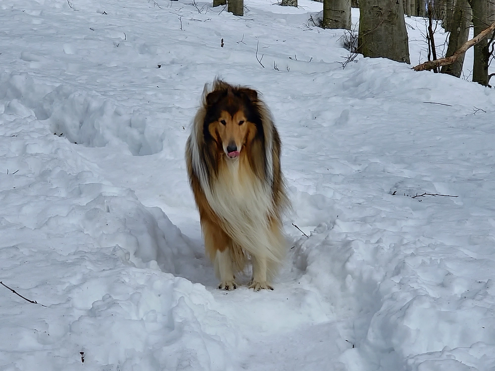 Slika je vidna v Google Chromu.