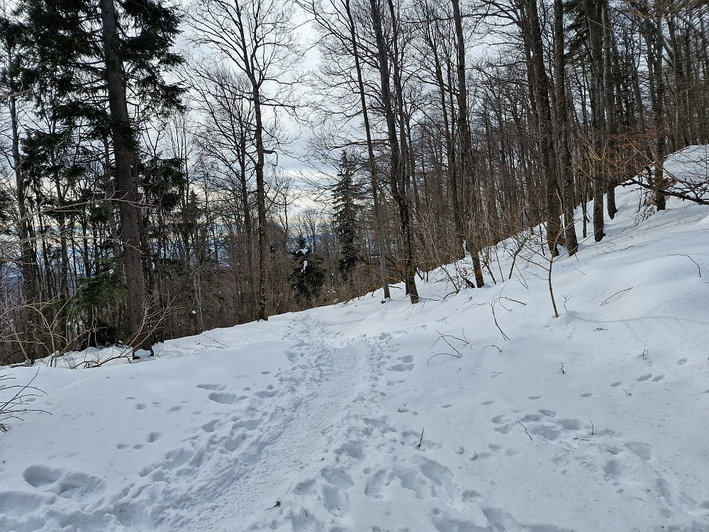 Slika je vidna v Google Chromu.