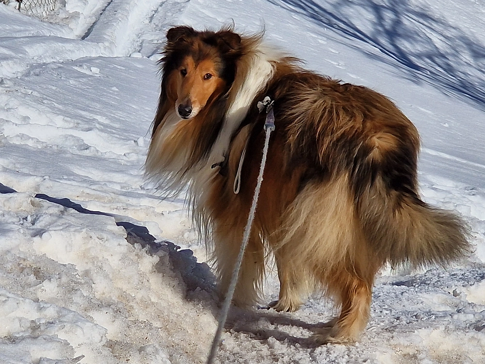 Slika je vidna v Google Chromu.