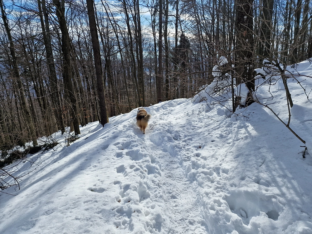 Slika je vidna v Google Chromu.