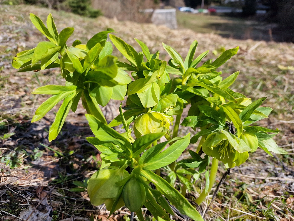 Slika je vidna v Google Chromu.