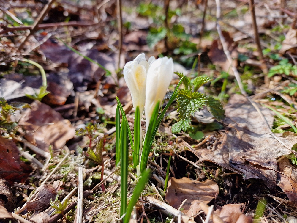 Slika je vidna v Google Chromu.