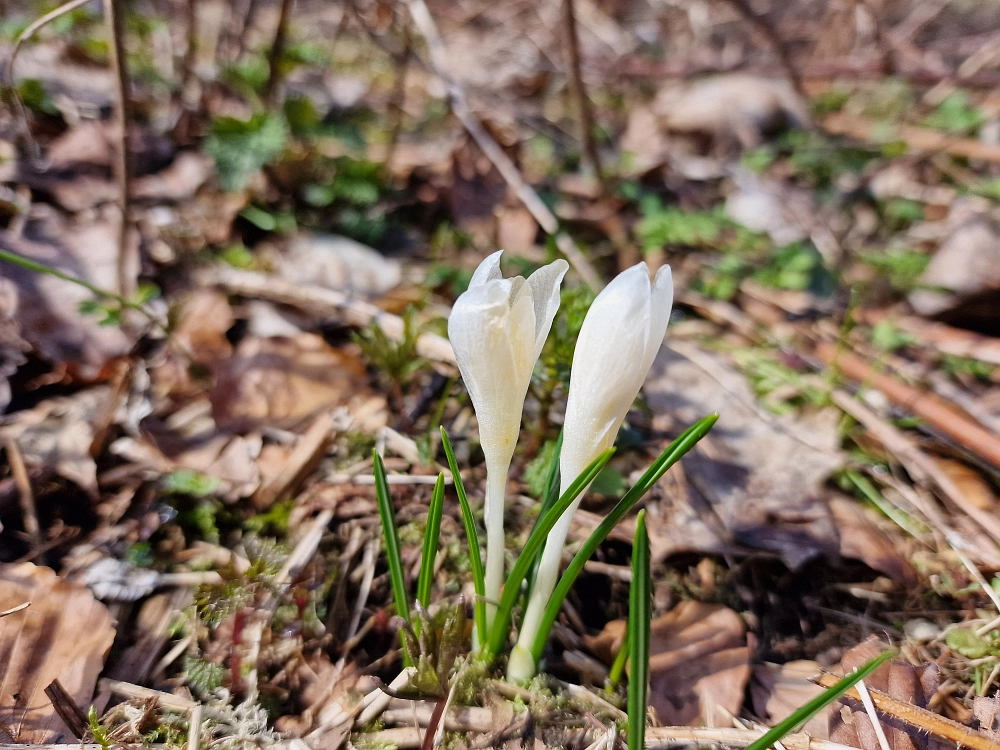 Slika je vidna v Google Chromu.