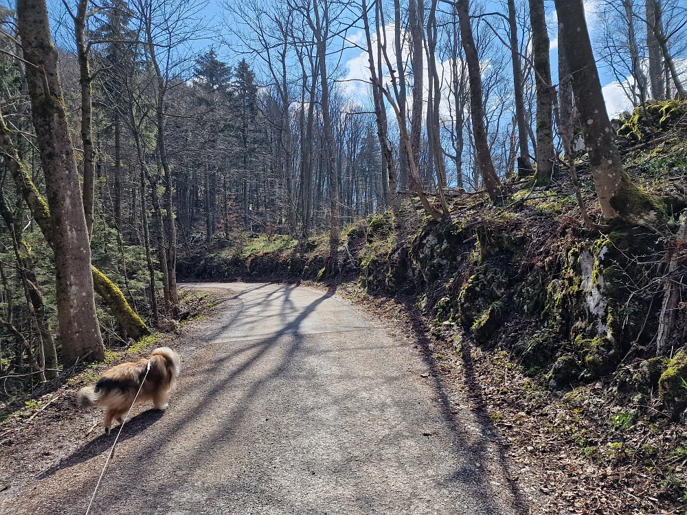 Slika je vidna v Google Chromu.