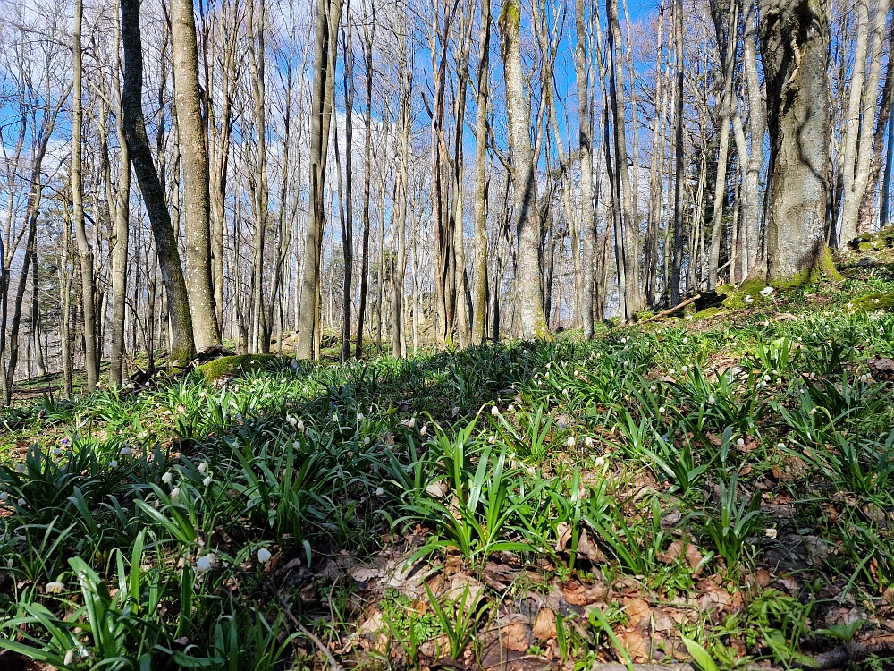 Slika je vidna v Google Chromu.
