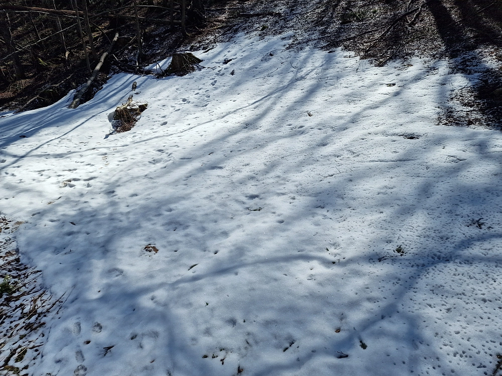 Slika je vidna v Google Chromu.