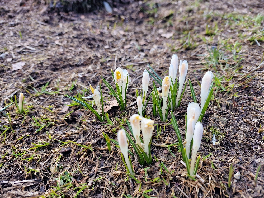 Slika je vidna v Google Chromu.