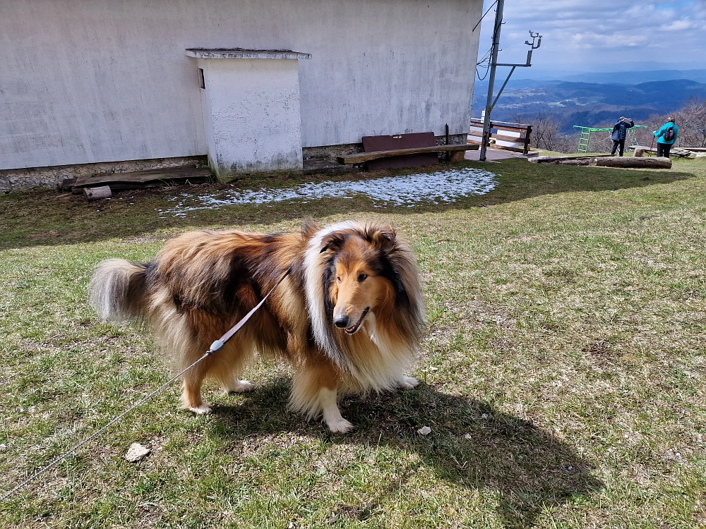Slika je vidna v Google Chromu.