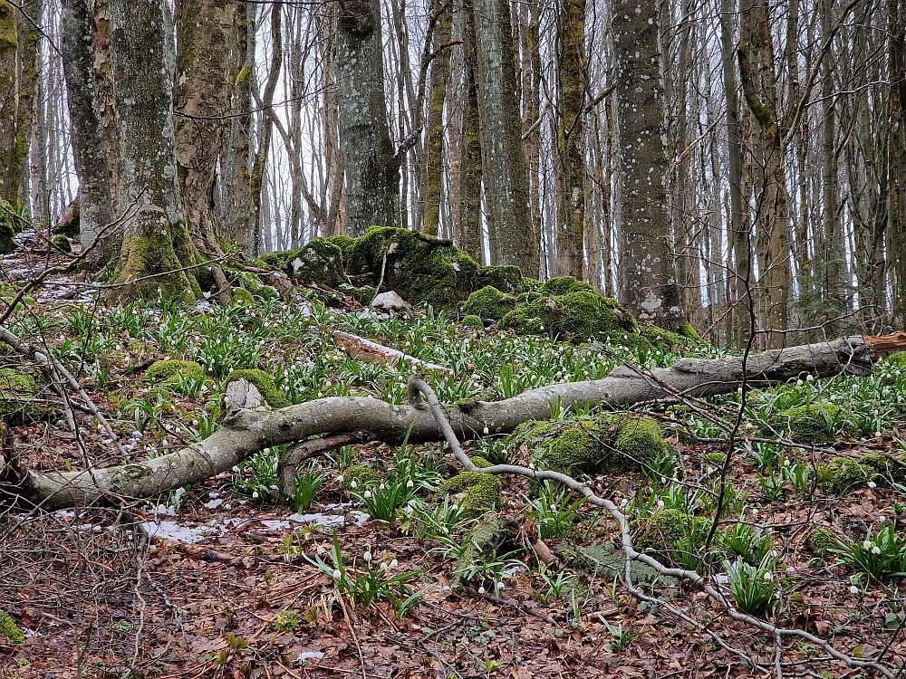 Slika je vidna v Google Chromu.