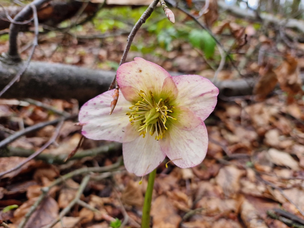 Slika je vidna v Google Chromu.