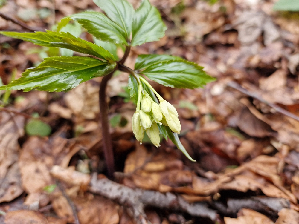Slika je vidna v Google Chromu.