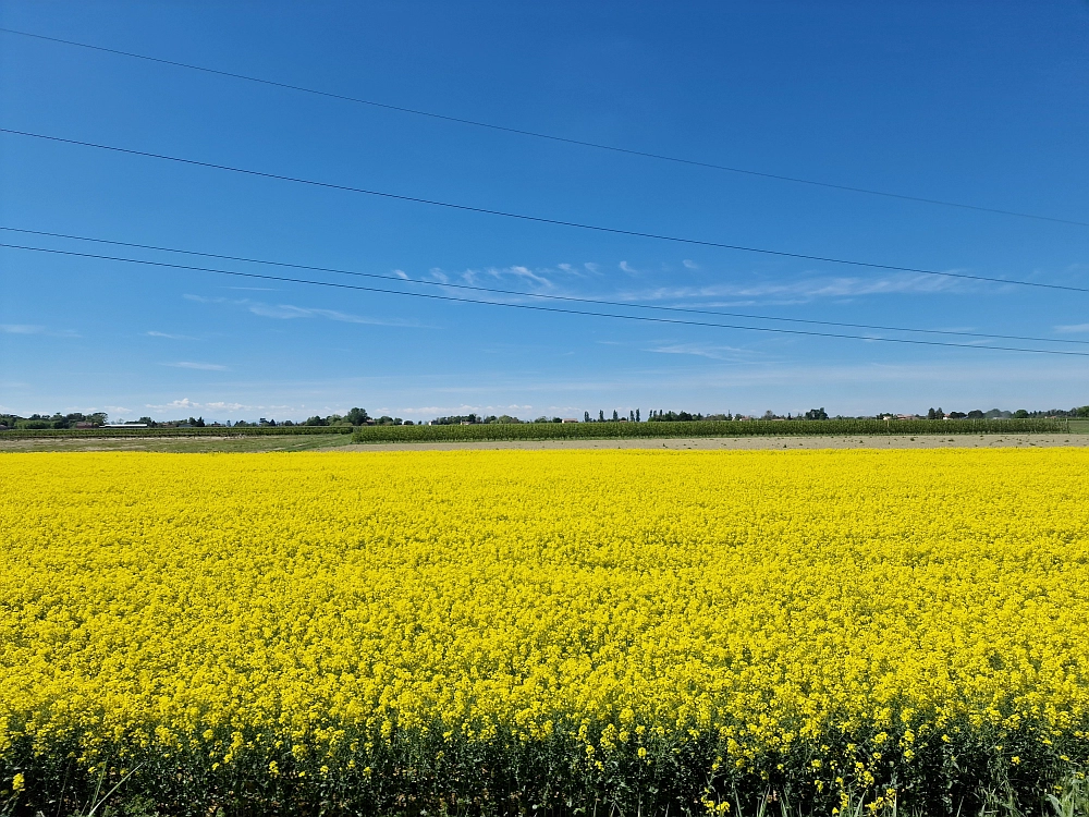 Slika je vidna v Google Chromu.