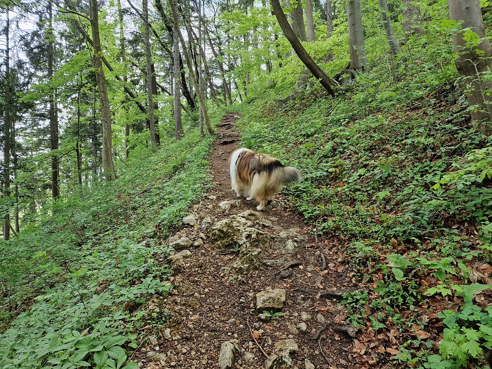 Slika je vidna v Google Chromu.