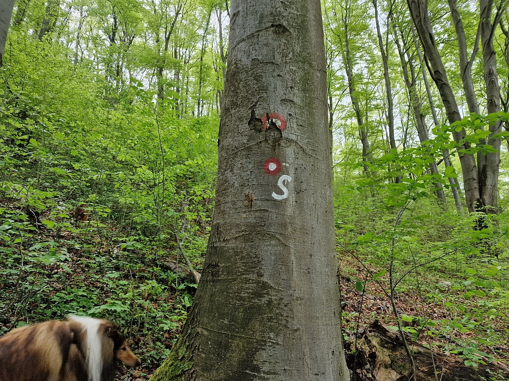 Slika je vidna v Google Chromu.