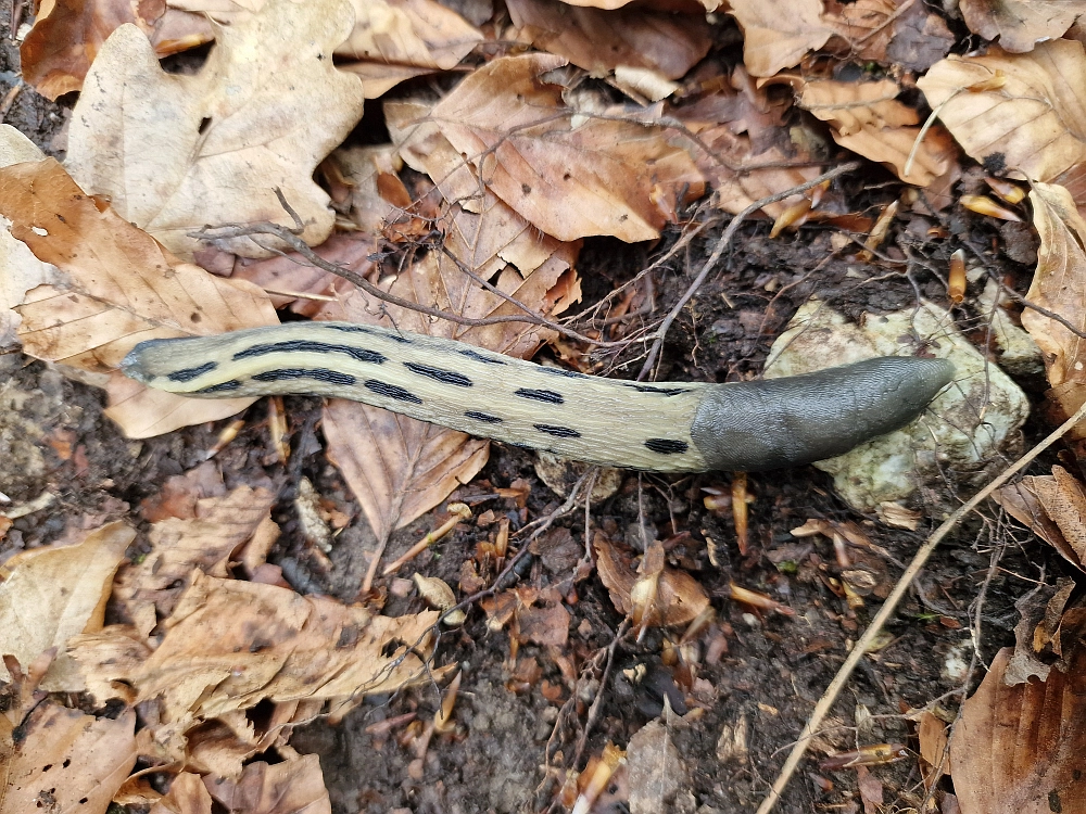 Slika je vidna v Google Chromu.