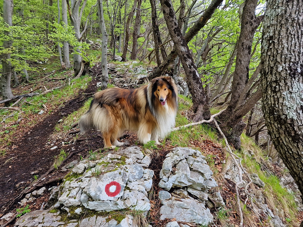 Slika je vidna v Google Chromu.