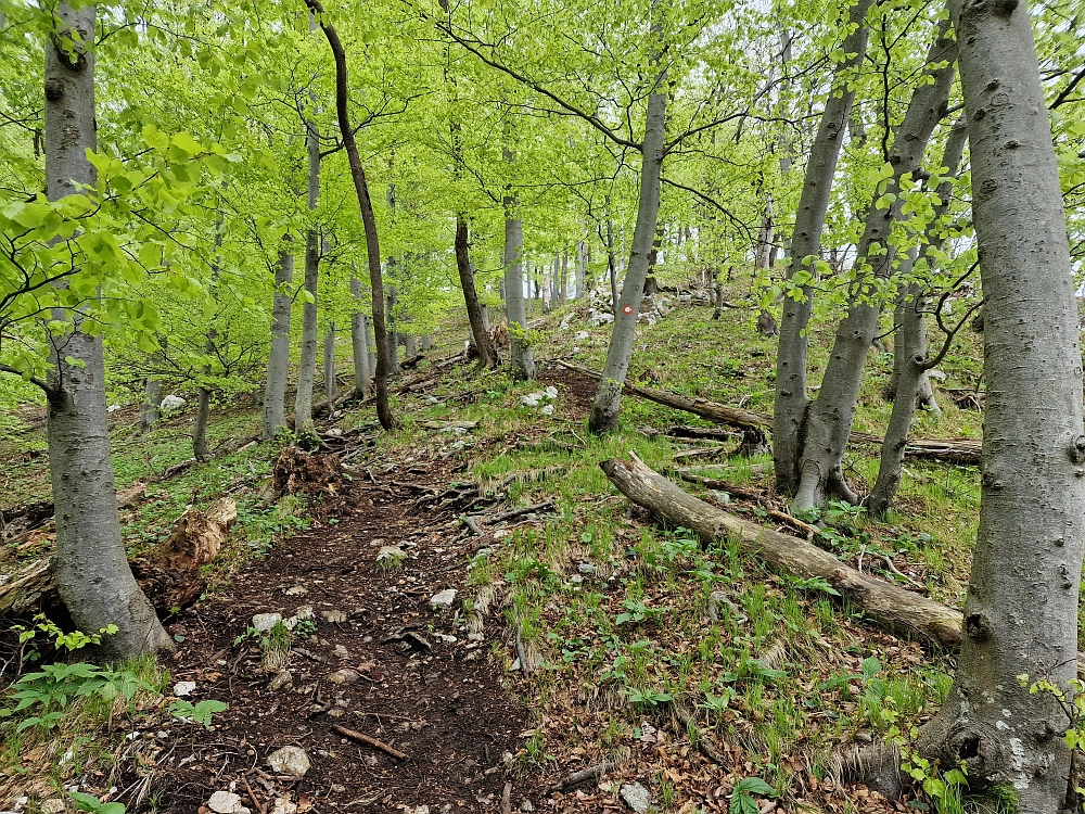 Slika je vidna v Google Chromu.