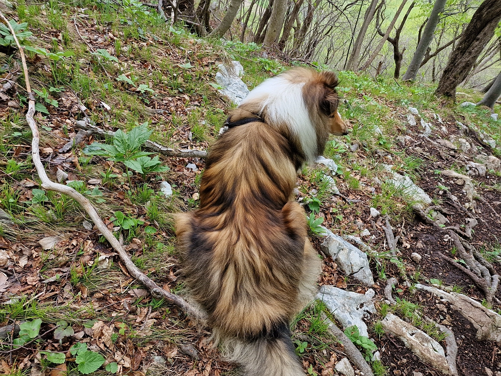 Slika je vidna v Google Chromu.