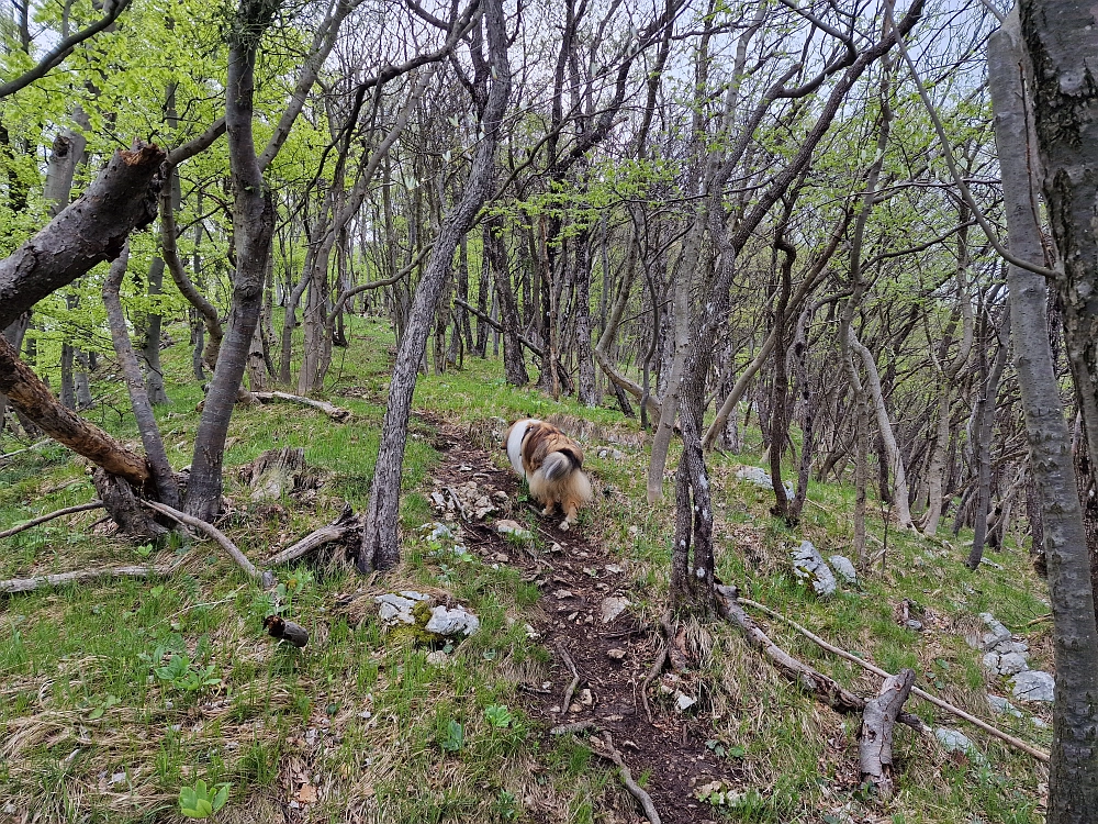 Slika je vidna v Google Chromu.