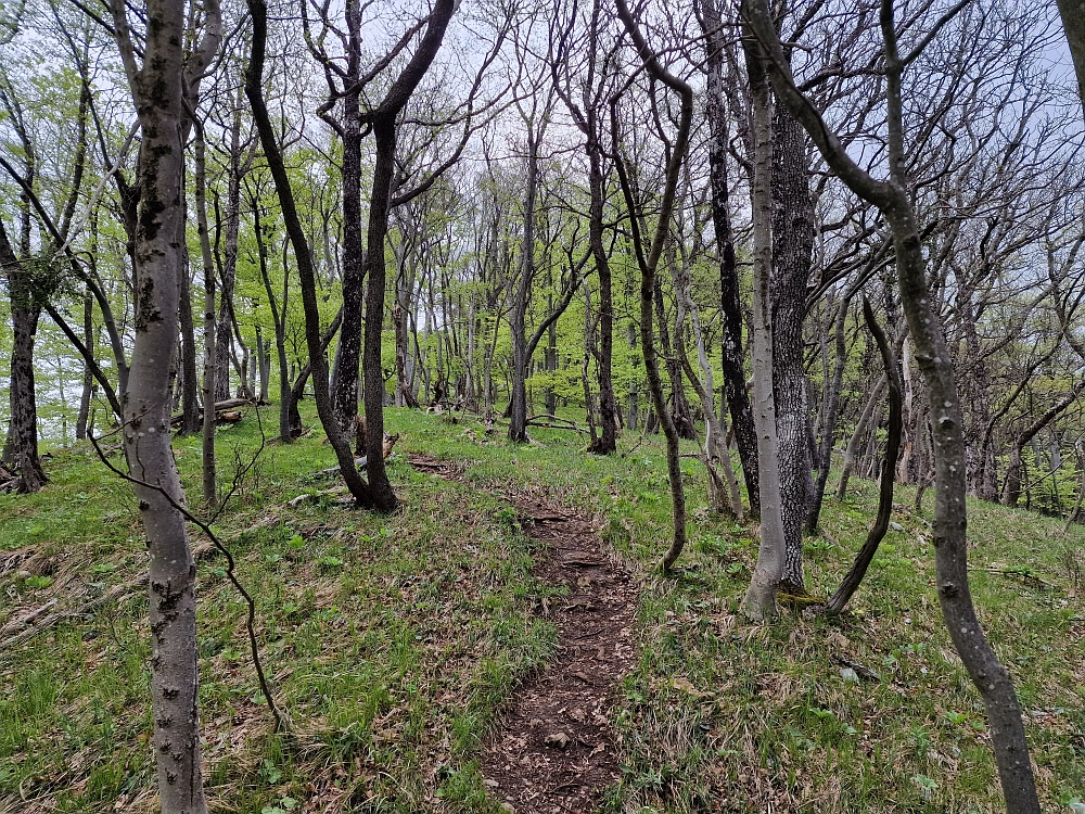 Slika je vidna v Google Chromu.