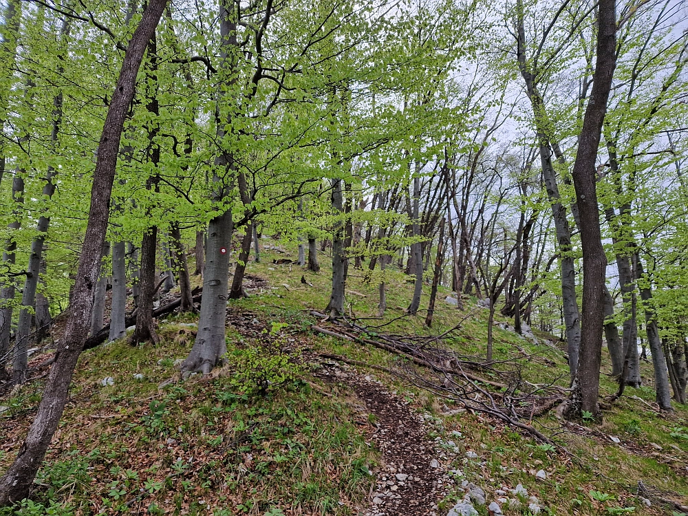 Slika je vidna v Google Chromu.