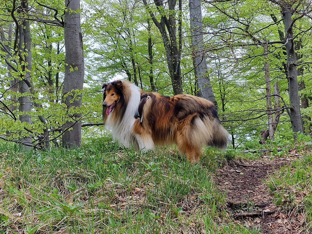 Slika je vidna v Google Chromu.