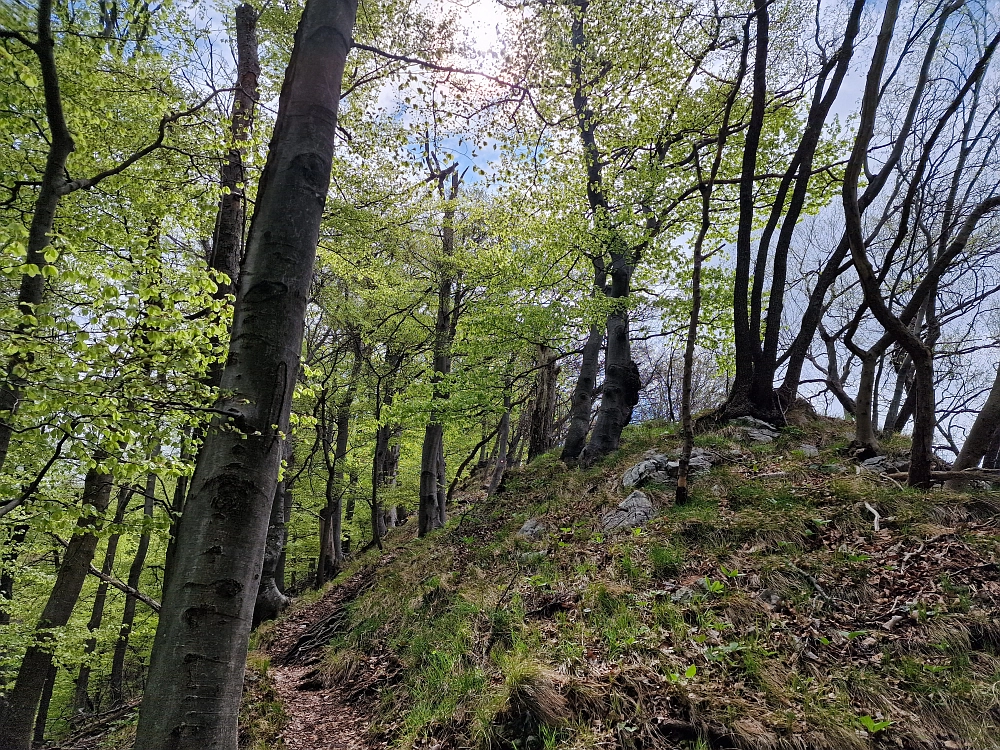 Slika je vidna v Google Chromu.