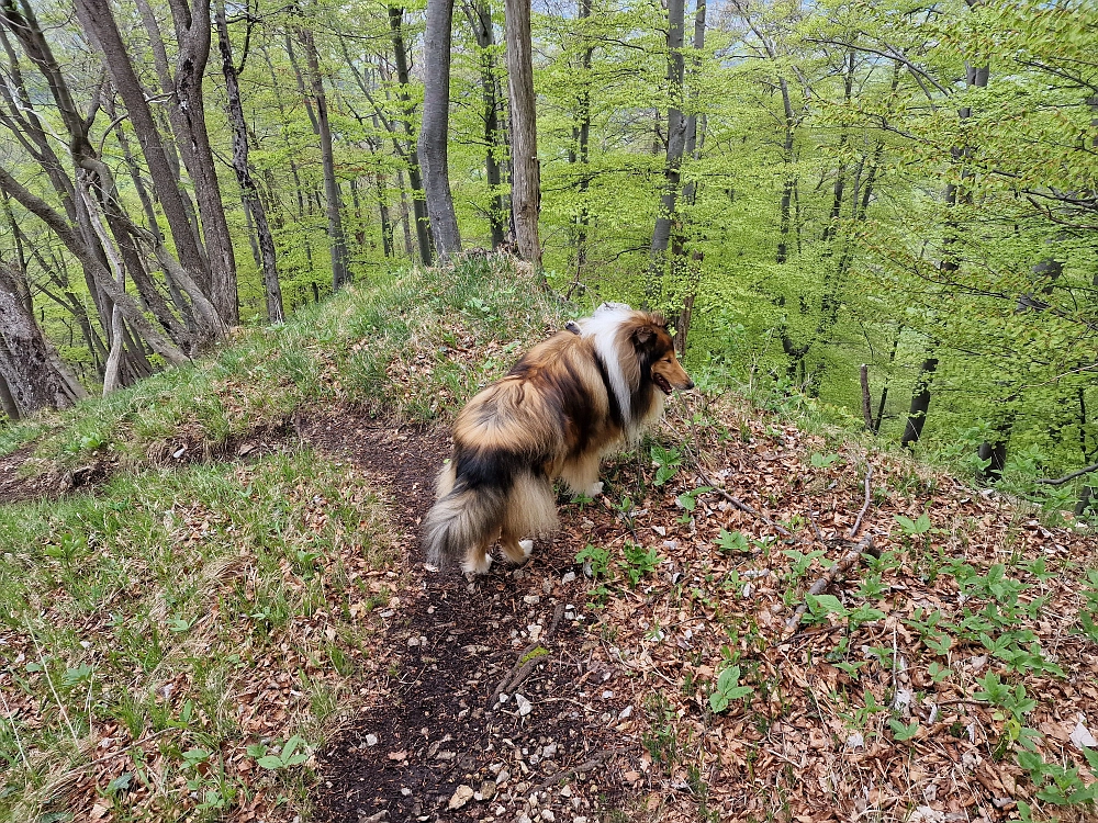 Slika je vidna v Google Chromu.
