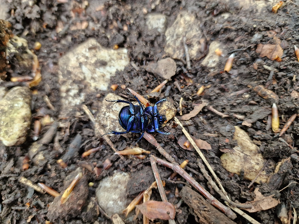 Slika je vidna v Google Chromu.