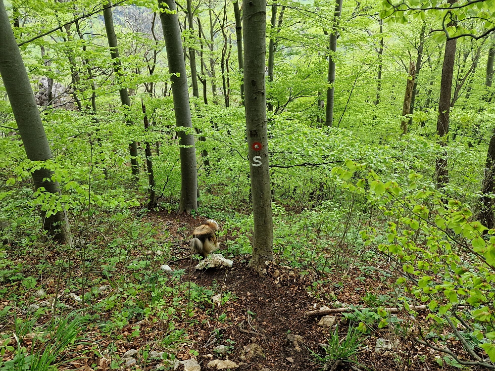Slika je vidna v Google Chromu.