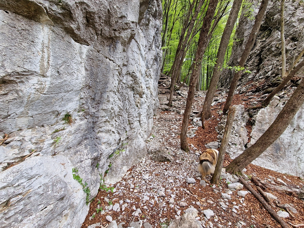 Slika je vidna v Google Chromu.