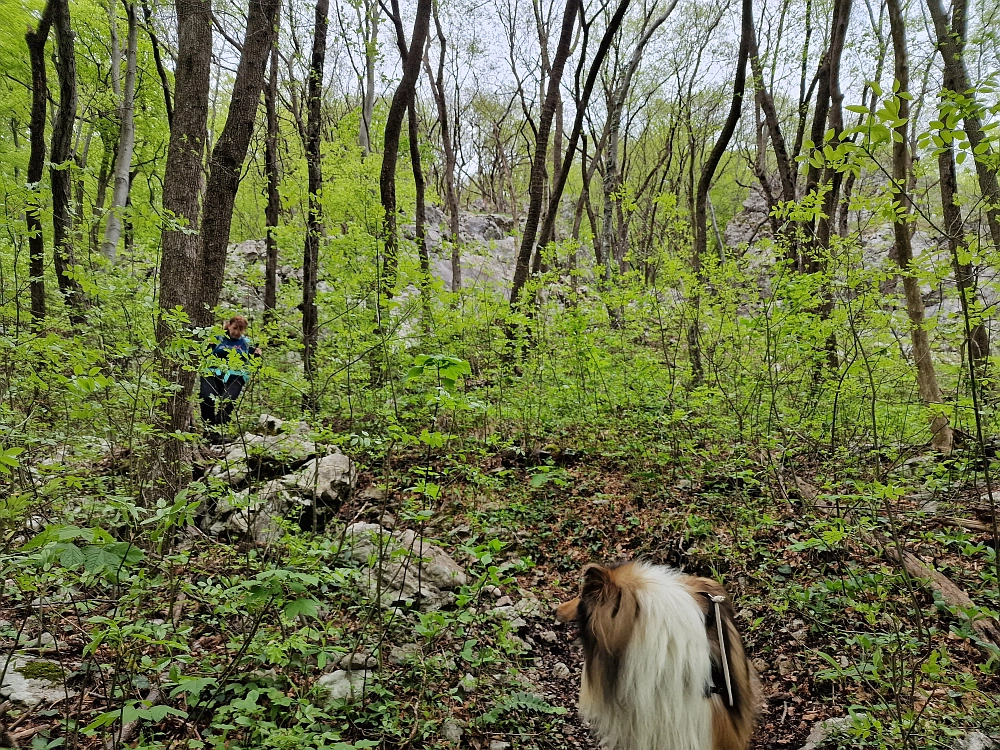 Slika je vidna v Google Chromu.