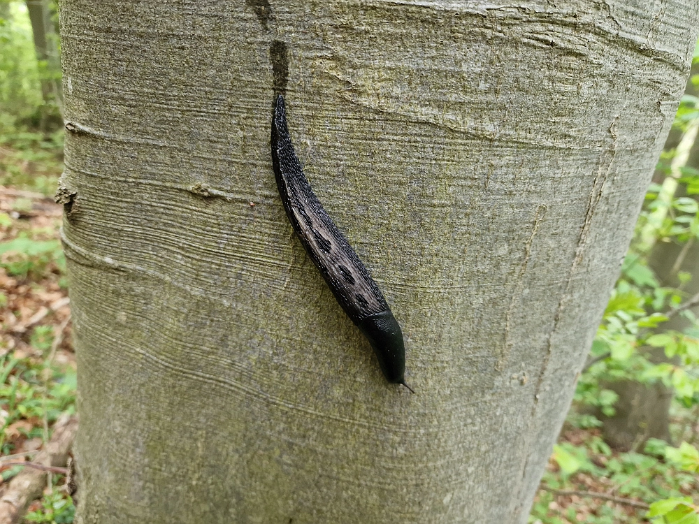 Slika je vidna v Google Chromu.