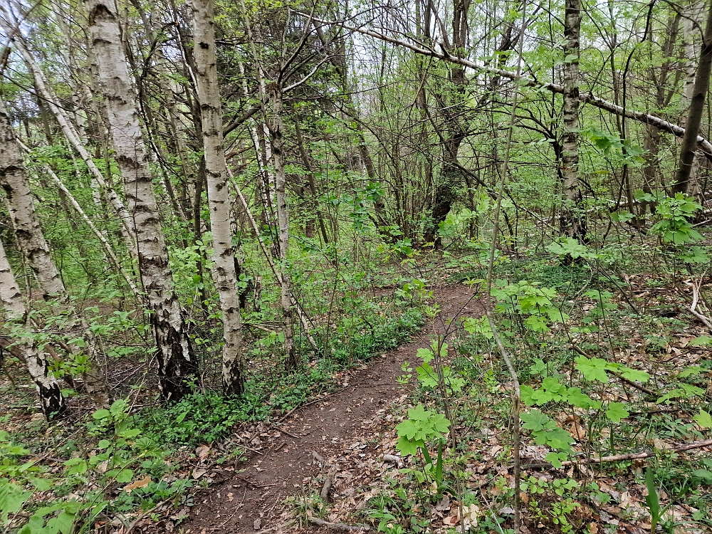 Slika je vidna v Google Chromu.