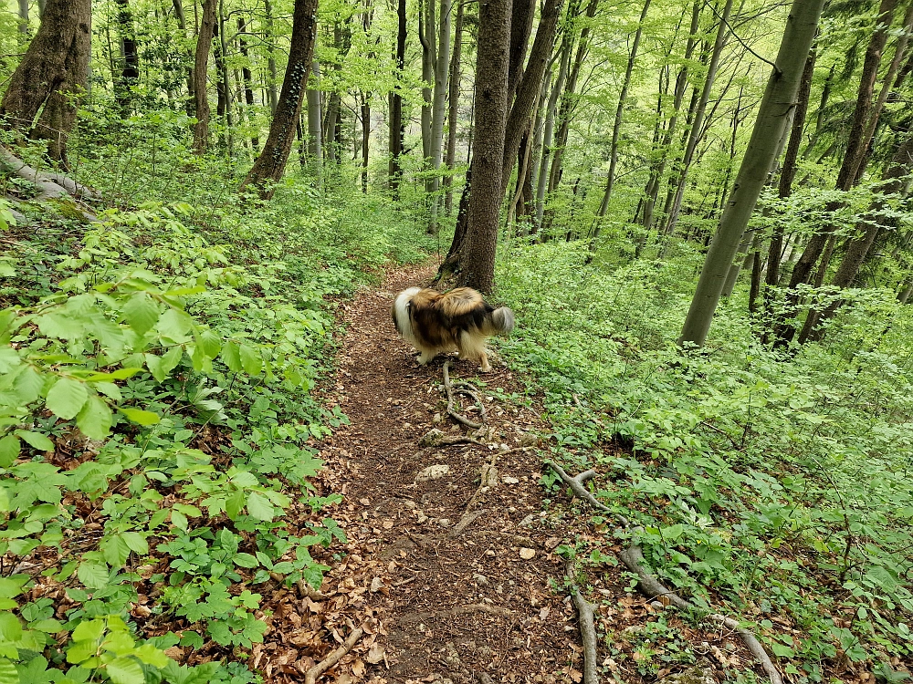 Slika je vidna v Google Chromu.
