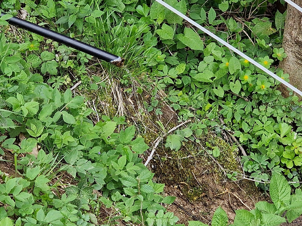 Slika je vidna v Google Chromu.